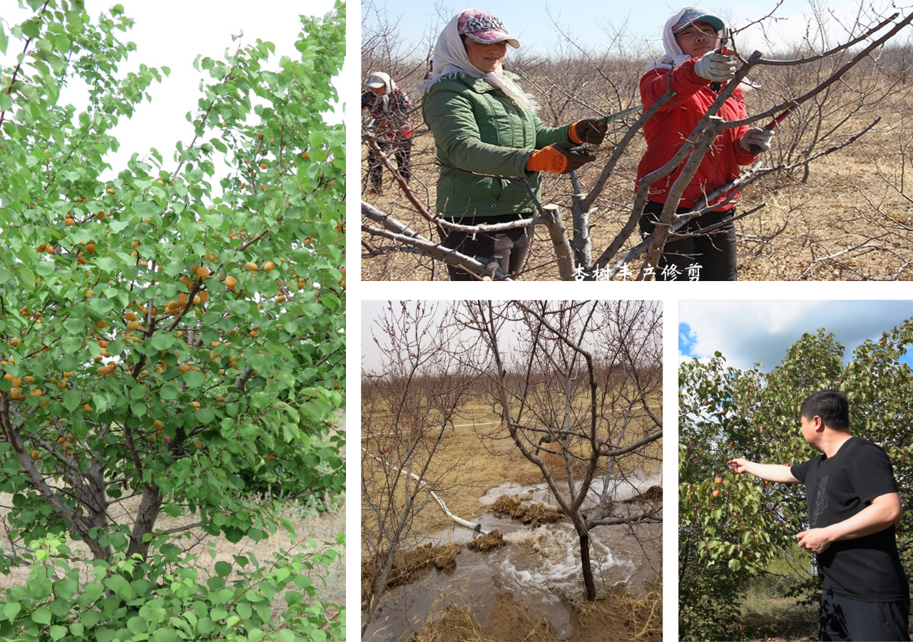 项目评估：大中亚区域植被恢复与森林资源管理利用示范项目二期已显积极成效