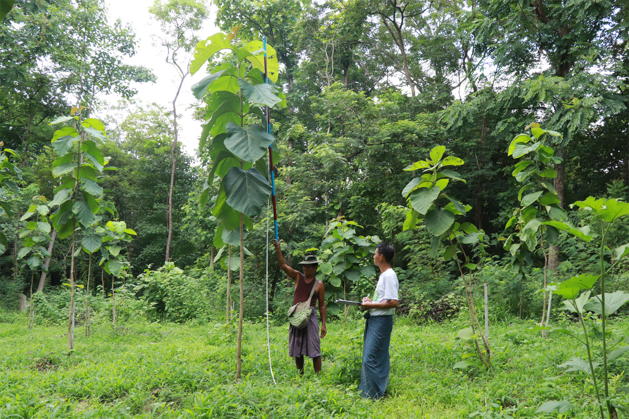 Nurseries provide seedlings for national reforestation program, parts of arboretum established in Myanmar: successful completion of another project year