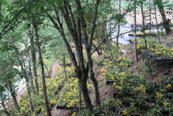 Understory planting of epiphytes for ecological and economic enhancement