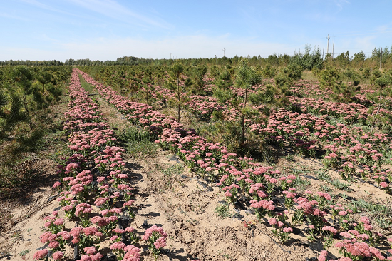 Demonstration of vegetation restoration and management and utilization of forest resources in the Greater Central Asia