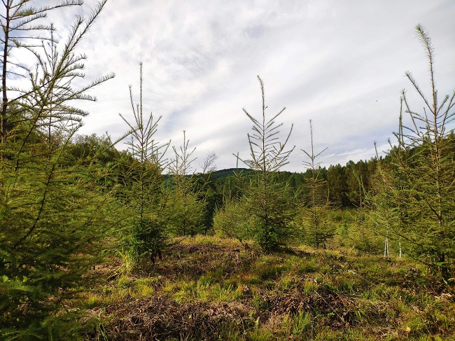 Join APFNet at the webinar “Restoring the Earth: the next decade”: an introduction to Unasylva 252!  