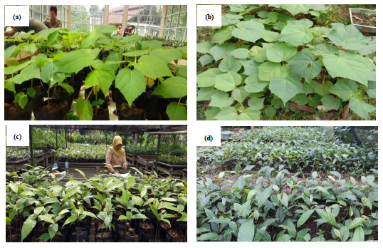 Promoting environmental-friendly restoration methods in Indonesia 