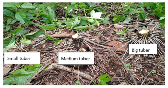 Agro-forestry model to improve local livelihoods in coastal lands 